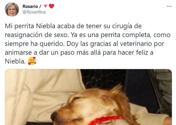 Tunden en Twitter a mujer que asegura operó a su perrita para que sea perro
