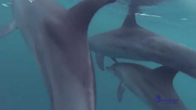 Cancún: Delfines atacan a una niña de 10 años durante un evento