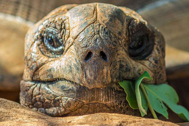 Hallan 15 tortugas Galápagos sacrificadas; una especie en peligro de extinción