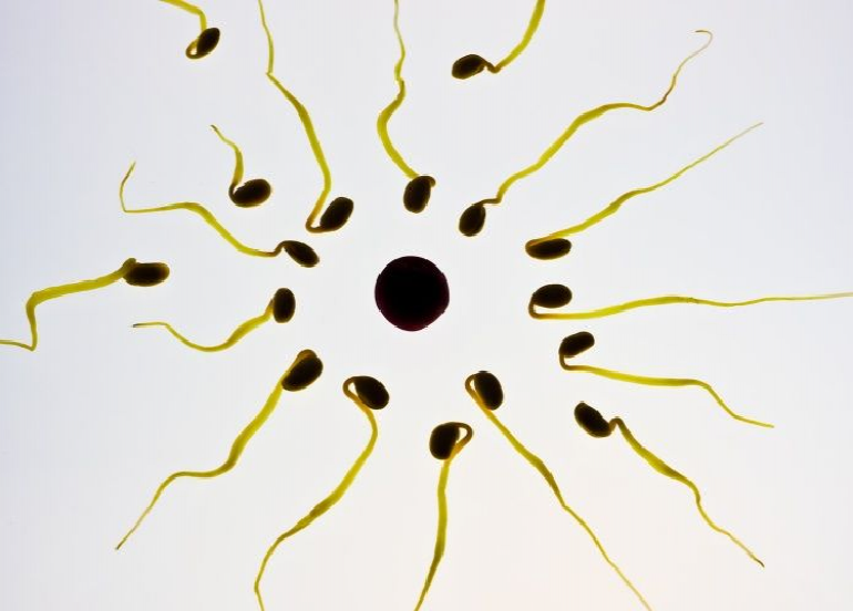 Unas sustancias comunes en el hogar dañan el esperma de hombres y perros
