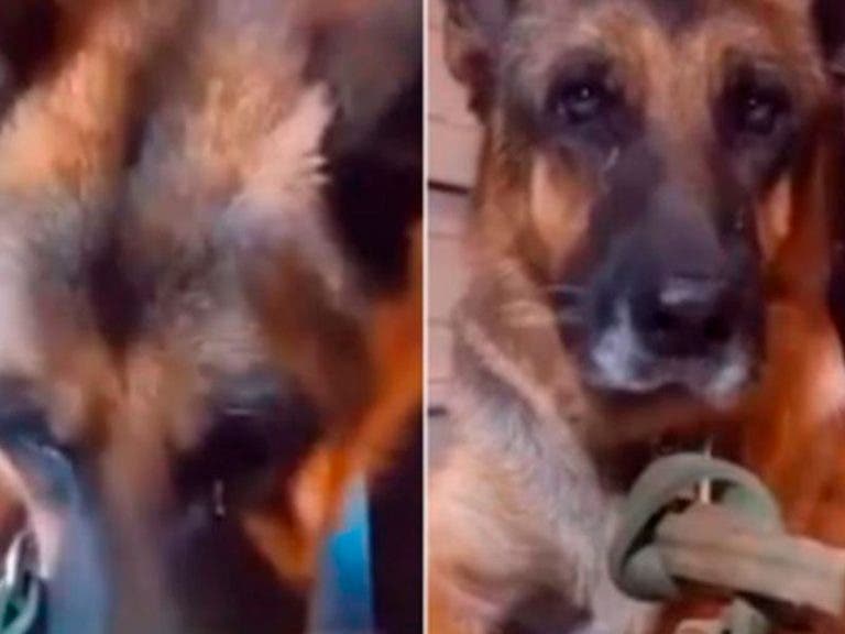 VIDEO: Sujeto le da chiles revueltos con croquetas  a un perrito