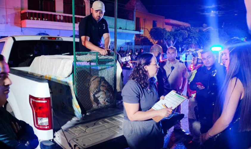 Jalisco: Atrapan a tigre de bengala en Zapopan