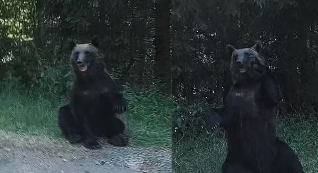 VIDEO: Un oso agradece así al humano que le cedió el paso