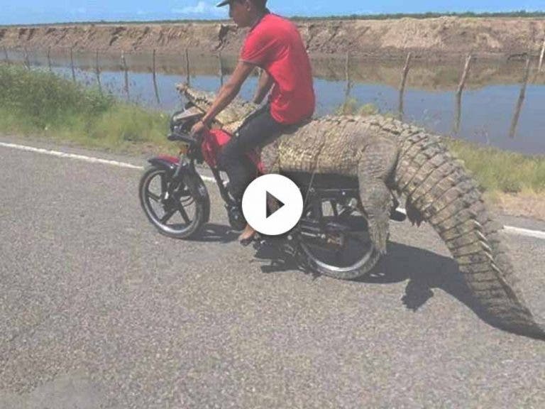 VIDEO: Jóvenes roban enorme cocodrilo y lo transportan en motocicleta