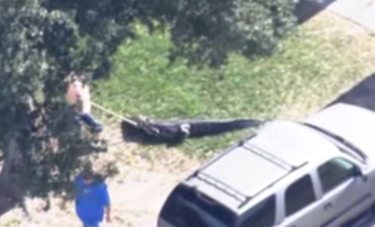 EE.UU.: Por culpa de un gran caimán queda atrapada varias horas en su casa