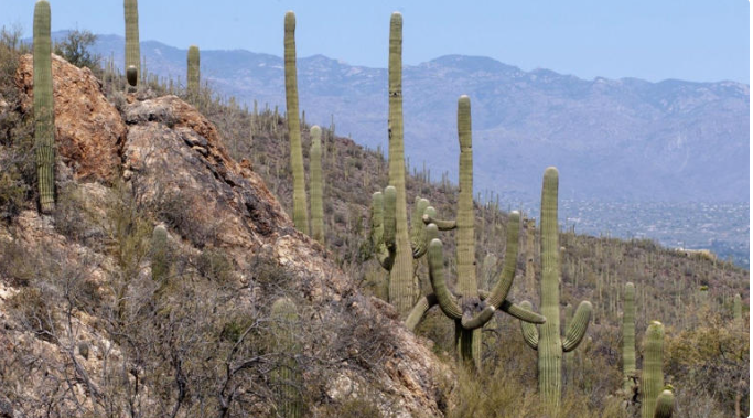 Joven migrante da a luz en Arizona tras caminar dos días por el desierto de Sonora