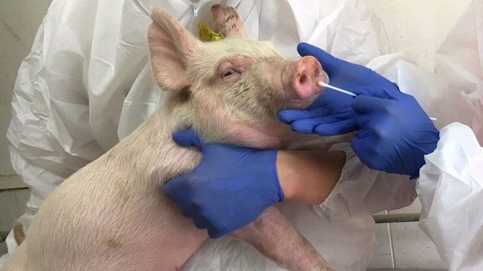 ‘G4’, un nuevo virus de gripe porcina con potencial de pandemia, expertos