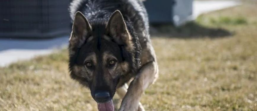 Muere por ataque de su propio perro, un pastor alemán,  en Edomex