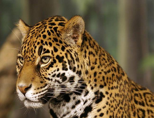 México, primer lugar del mundo con especies en peligro de extinción