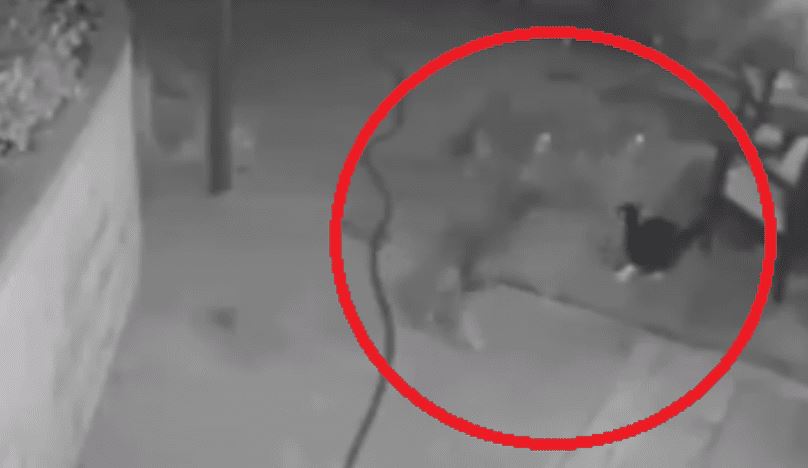 VÍDEO: Valiente gato se enfrenta a 3 coyotes para salvar a su dueña