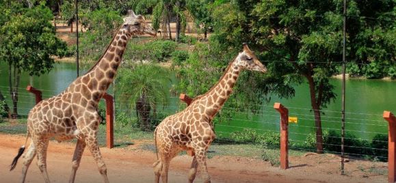 Mérida: Extreman cuidados a animales del Centenario y Animaya