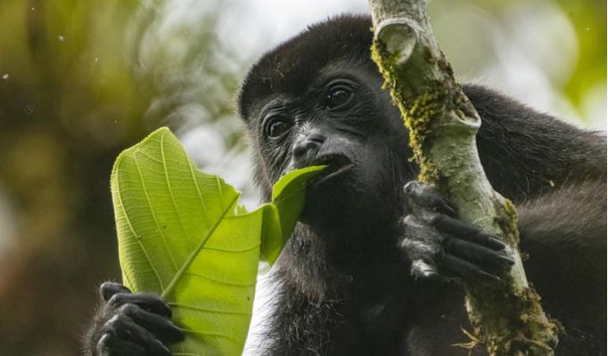 Suman 138 muertes de monos saraguatos por calor extremo