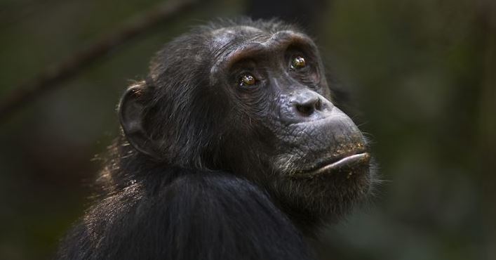 Captan a chimpancés haciendo pozos en la selva para filtrar agua limpia en África