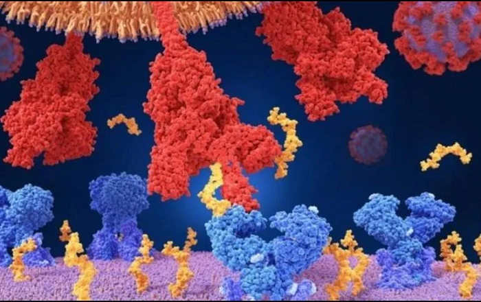 Coronavirus: ¿Cuál es la diferencia entre mutaciones, variantes y cepas?