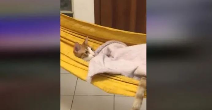(Vídeo) Atrevido gatito ve películas en hamaca y con aire acondicionado