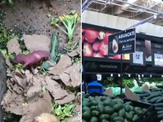 ¡Hay vídeo! Captan nido de ratas entre las verduras de un supermercado en México