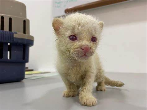 Parece un lindo gatito; pero es un puma albino... No podrá volver al medio ambiente