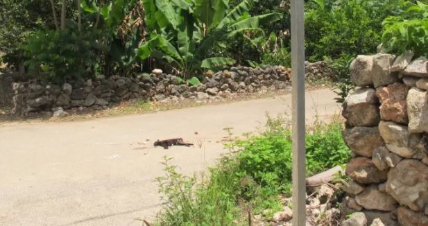 Yucatán: Sujeto mata y lapida a un gatito en Tzucacab