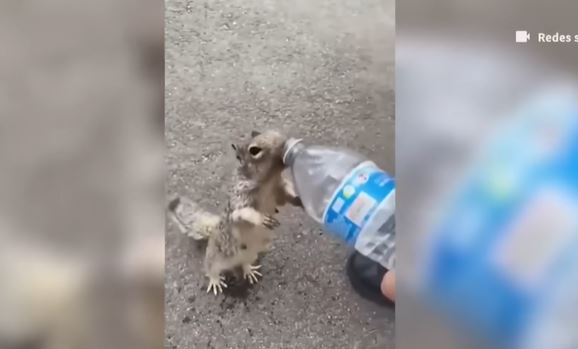 (VÍDEO) Ardillita  sorprende a personas por insistencia en pedir agua