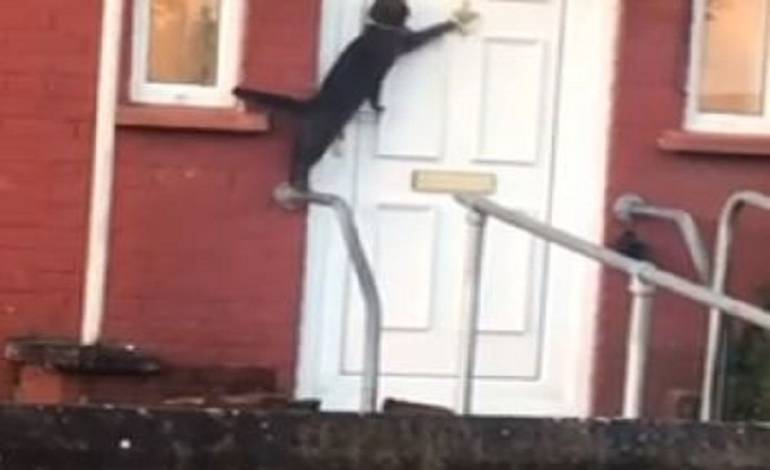 VIDEO: Un gato que llama a la puerta de una casa se vuelve viral