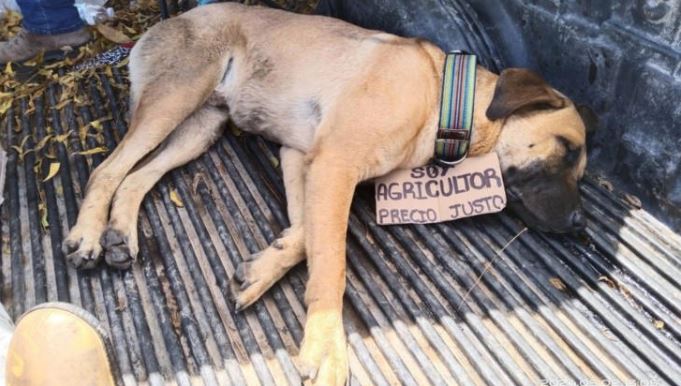 Sinaloa: Perro se une a protesta y se duerme esperando la respuesta del gobernador