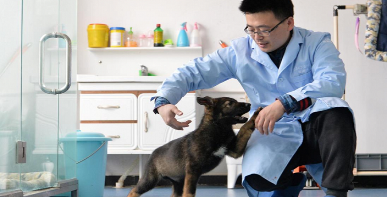 Primer perro clonado en China comienza a entrenar en base policial