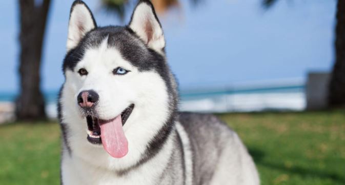 A prisión sujeto que asesinó cruelmente a un husky