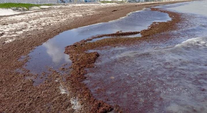 Se acerca Semana Santa y excesivo sargazo en playas de Yucatán ahuyentaría a bañistas