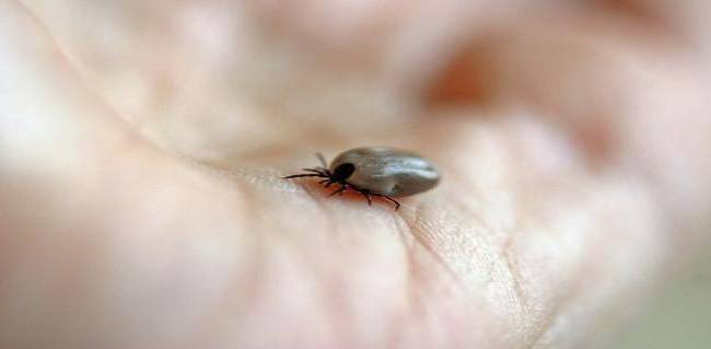 Niño de Cansahcab fallece de encefalitis por picadura de garrapata