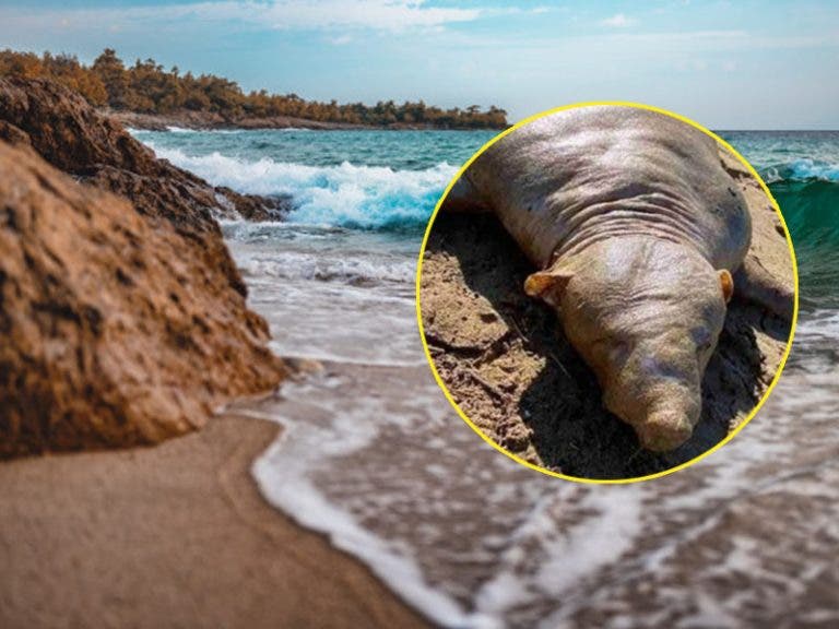 VIDEO: Hallan extraña criatura en la playa tras inundaciones en Grecia