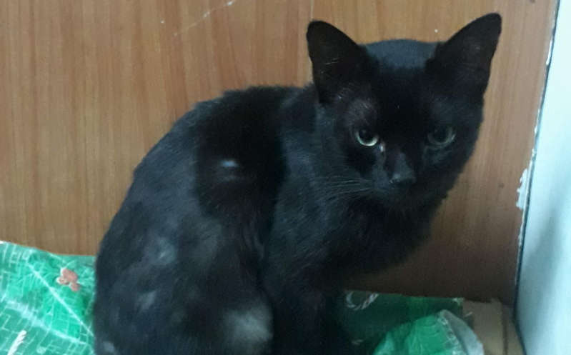 Echó a su novia de la casa por intentar sacar a su gato