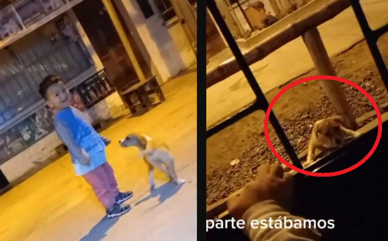 Niño salva a perrito que conoció en la calle; tierna lección