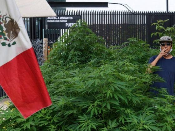 Diputados aprueban en comisiones uso lúdico de la mariguana