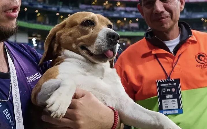 Perrita se pierde en Estadio de Rayados; afición pide al Club que la adopte