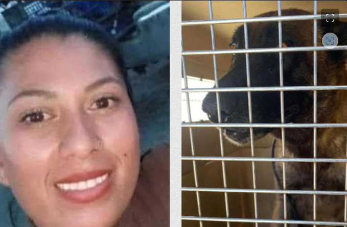 BC: Mujer muere por mordidas de dos perros en San Felipe