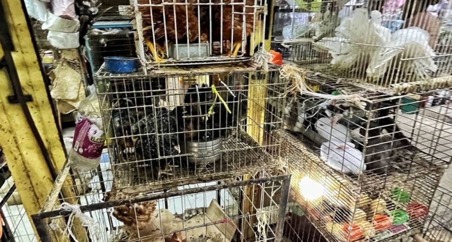 Mérida: Buscan evitar comercialización de animales en los mercados