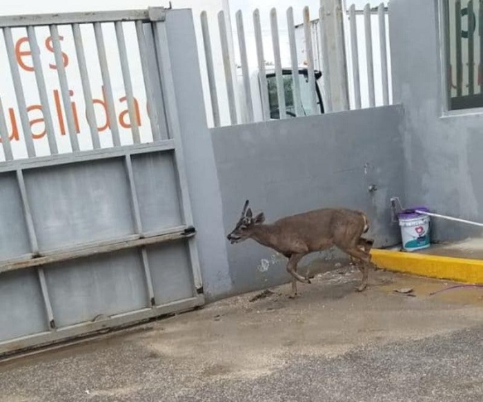 Umán: Multa desde $50,000 por la caza ilícita de un venado