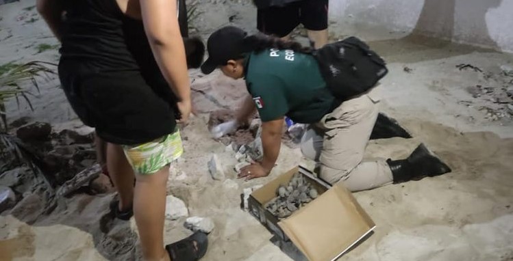 Progreso: Policía Ecológica logra el rescate de más de 40 huevos de tortuga marina
