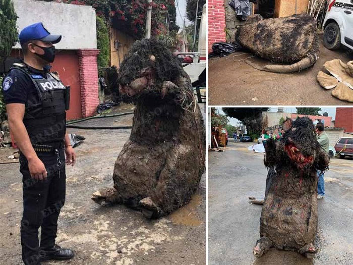 VIDEO: Encuentran una ‘rata gigante’ en el drenaje de la CDMX