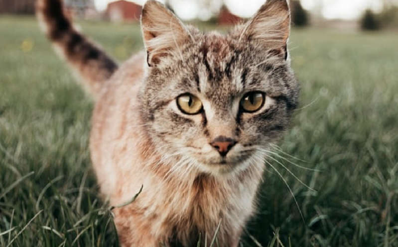 Liberan a cientos de gatos en Chicago para combatir plaga de ratones