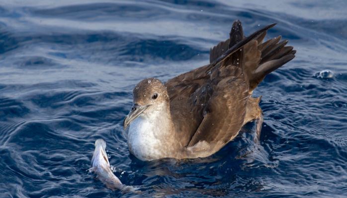 El plástico convierte el Mediterráneo en una zona crítica para las aves