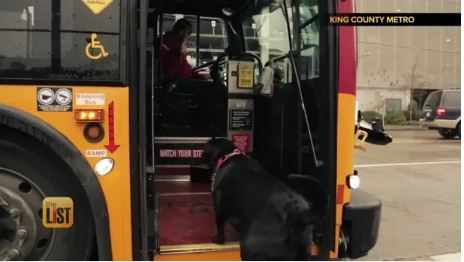 Murió perrita que se hizo viral por viajar sola al parque en autobús