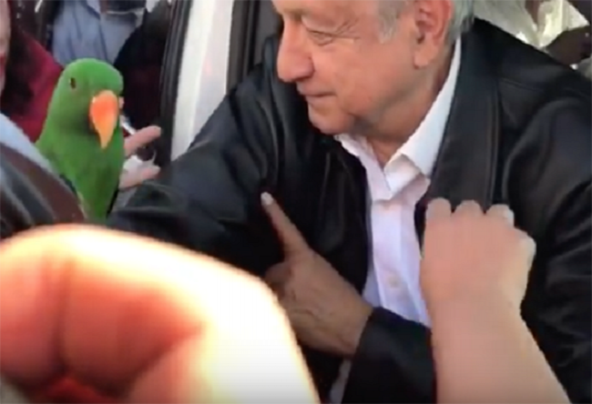 Y como regalo le dan un perico parlanchín a AMLO en su gira por Torreón