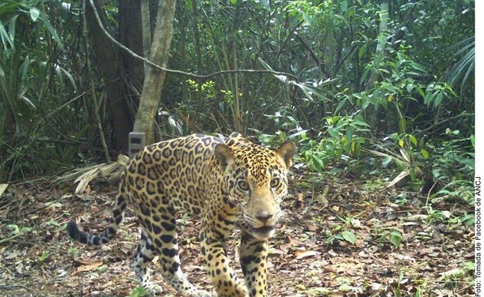 Descubren tráfico de genitales de jaguar de México a China