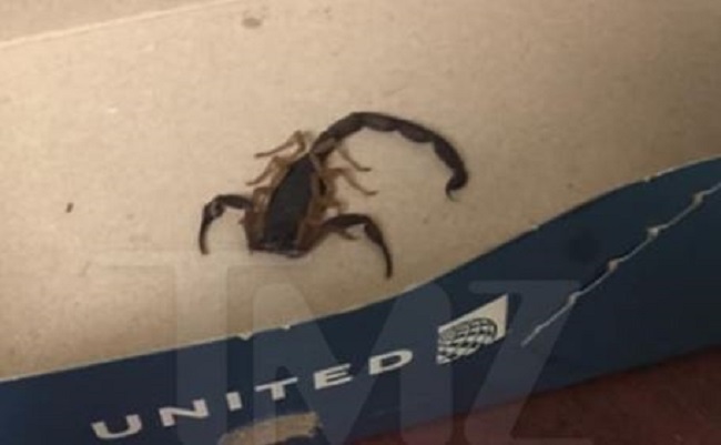 EE.UU.: Escorpión pica a una pasajera durante vuelo de United Airlines
