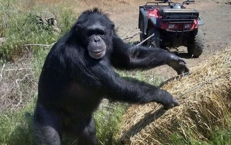 EE.UU: Matan de un balazo en la cabeza a chimpancé tras mutilar a su dueña