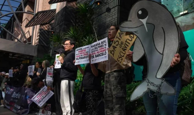 Suspenden espectáculos con delfines en hotel de Riviera Maya