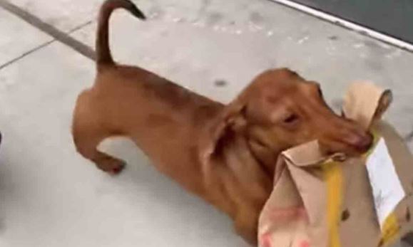 Ponen a perrito salchicha a 'trabajar' como repartidor durante cuarentena