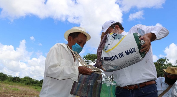 Yucatán: Sigue la entrega de maíz y fertilizante para 6 mil productores de 20 municipios