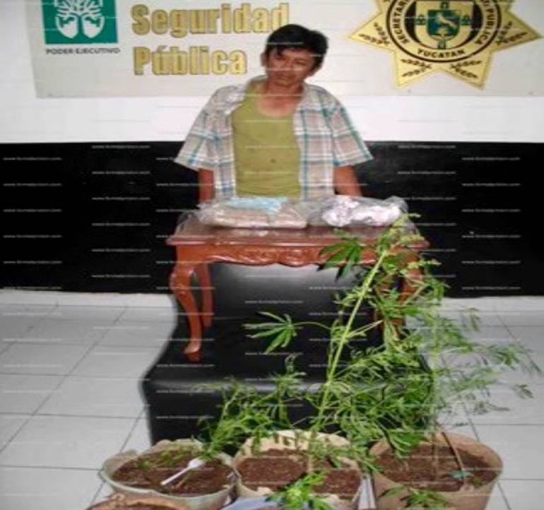 Yucatán: Detienen otra vez a narcomenudista que cosecha su propia droga